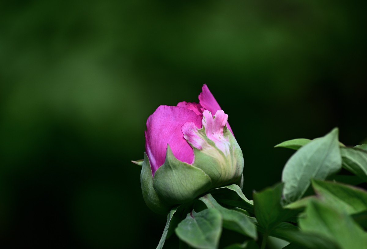 国色天香牡丹花