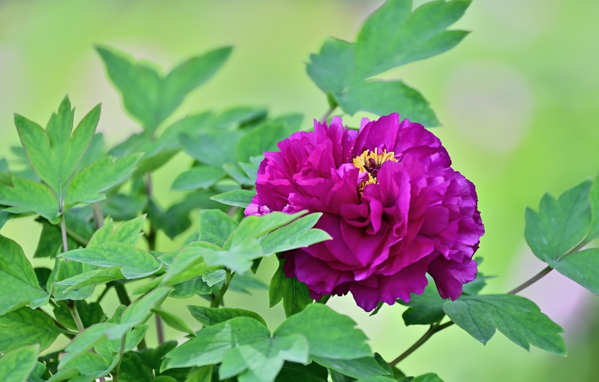 国色天香牡丹花