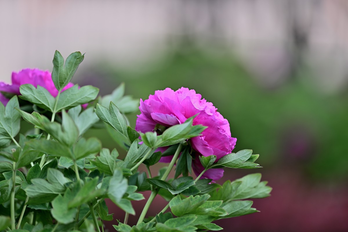 国色天香牡丹花