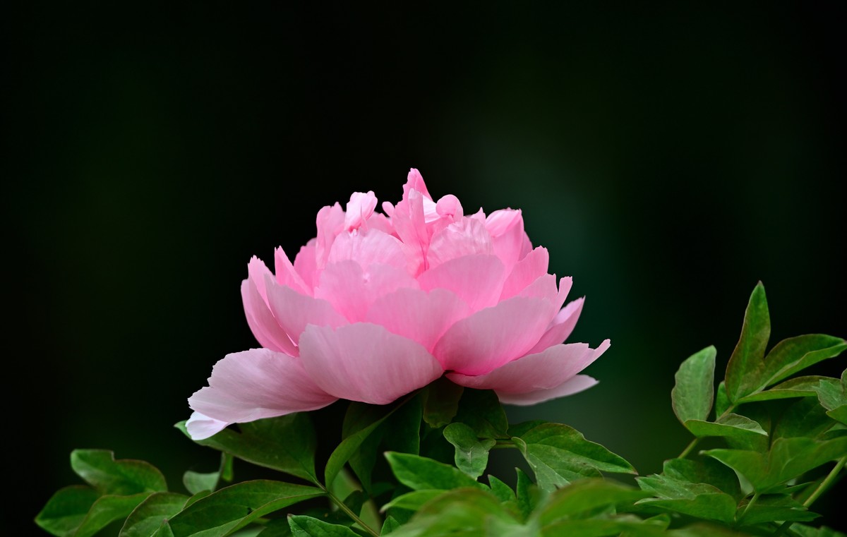 国色天香牡丹花