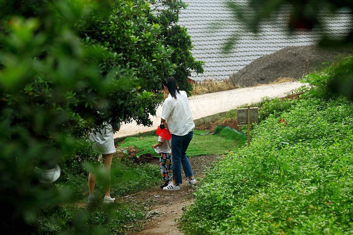 去果园摘杨梅（二）