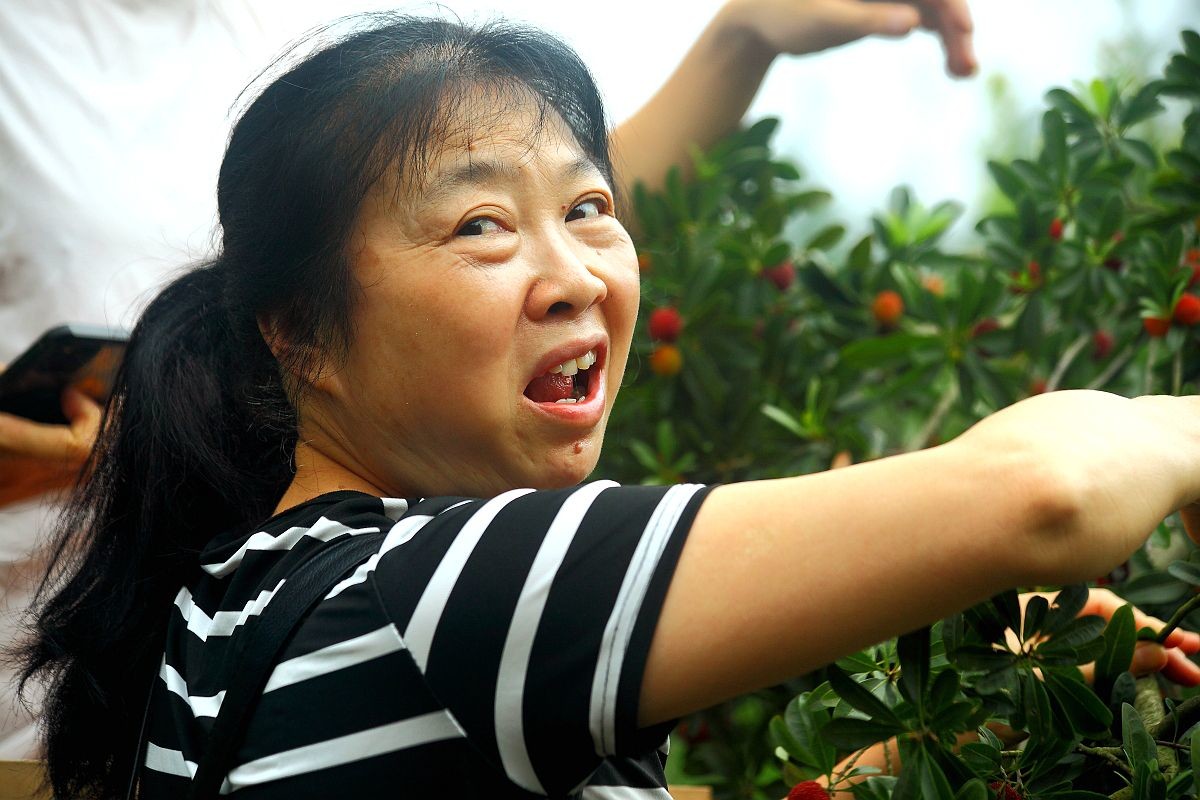 去果园摘杨梅（二）