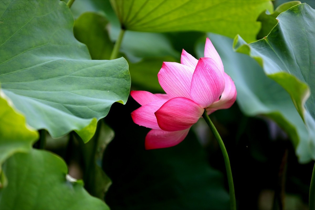 岀淤泥而不染11