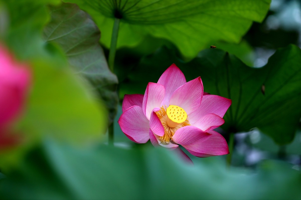 岀淤泥而不染11