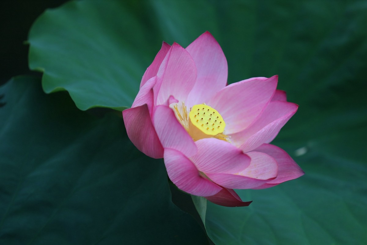 岀淤泥而不染11