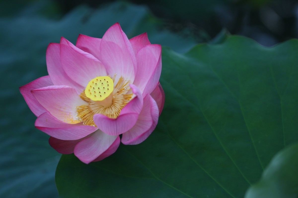 岀淤泥而不染11