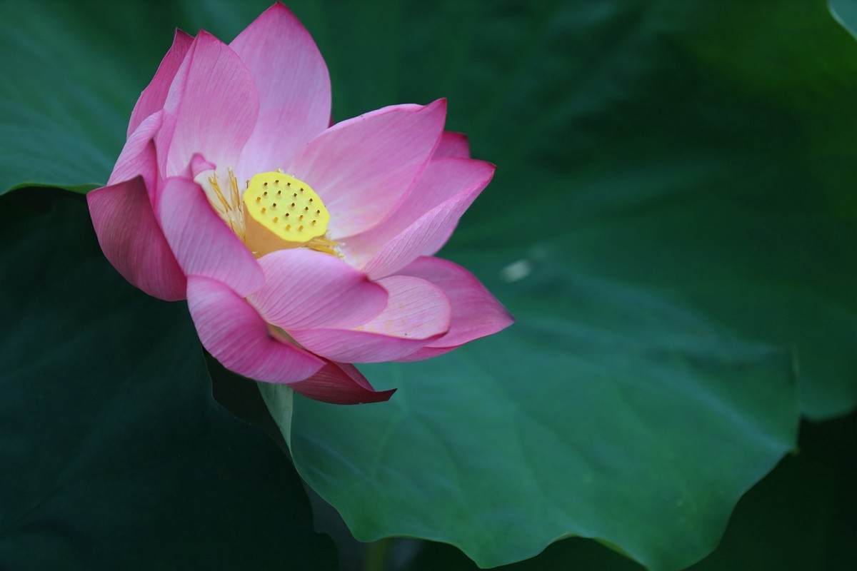 岀淤泥而不染11