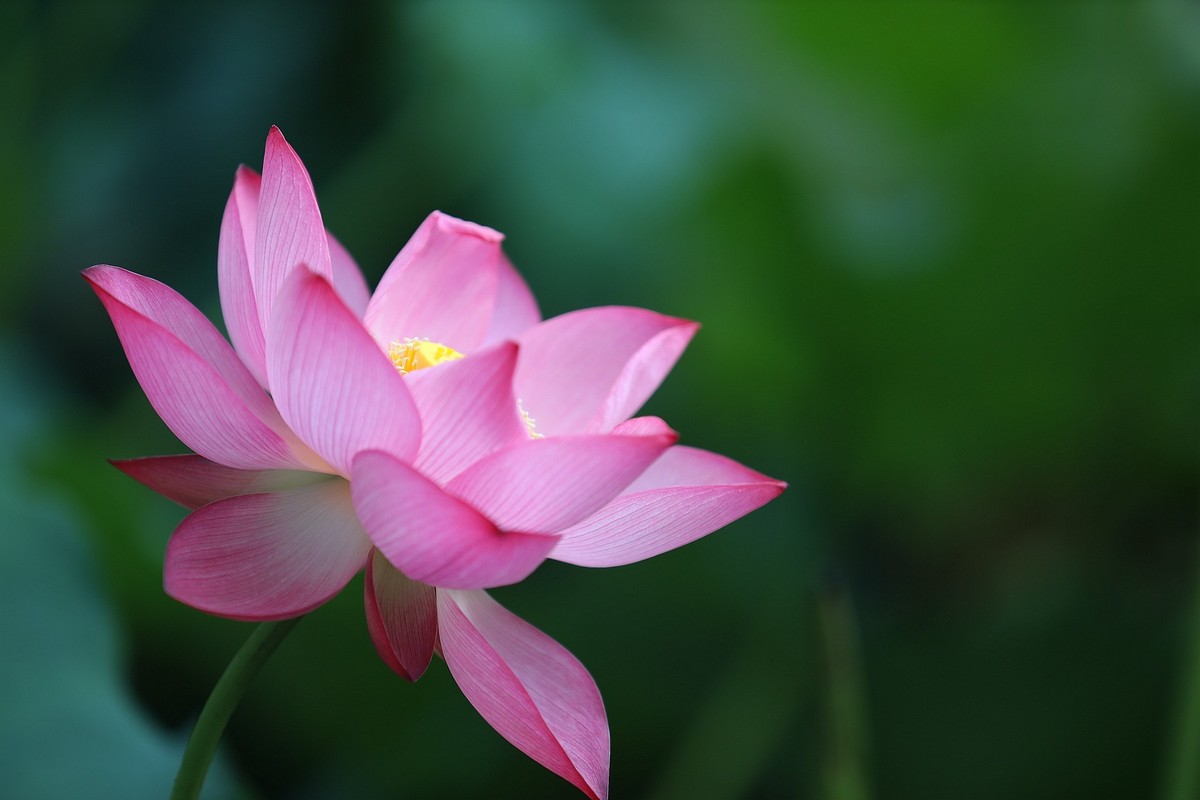 岀淤泥而不染11