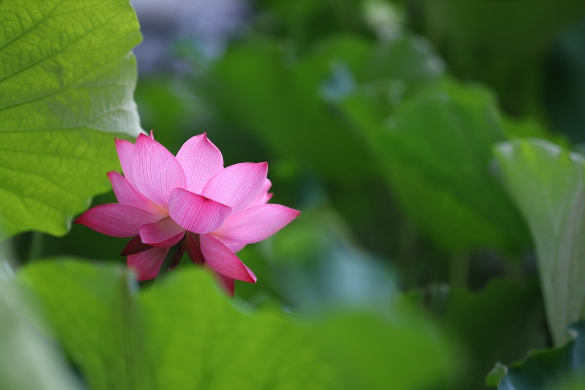 岀淤泥而不染11