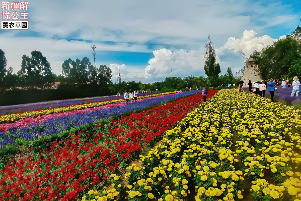新疆伊犁解忧公主薰衣草园 (2)