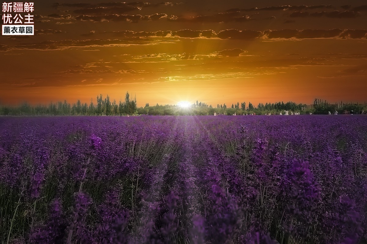 新疆伊犁解忧公主薰衣草园 (2)