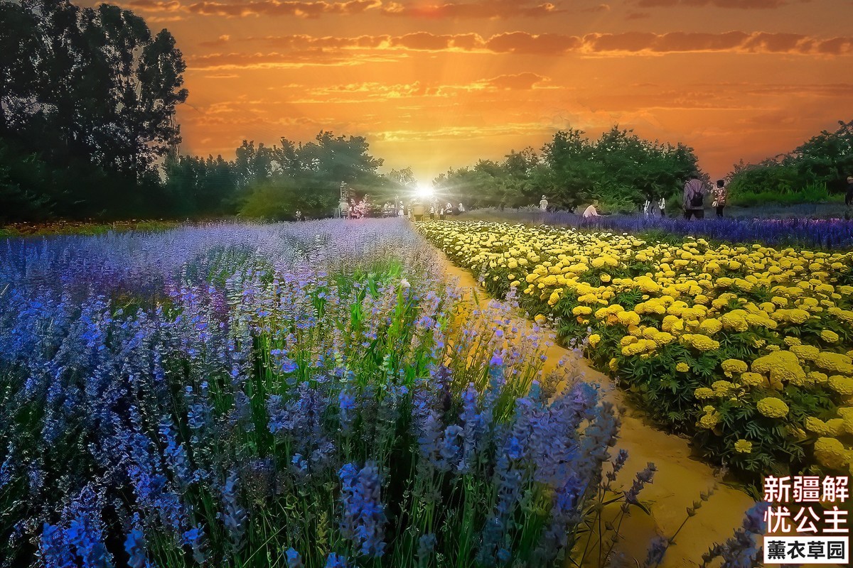 新疆伊犁解忧公主薰衣草园 (2)
