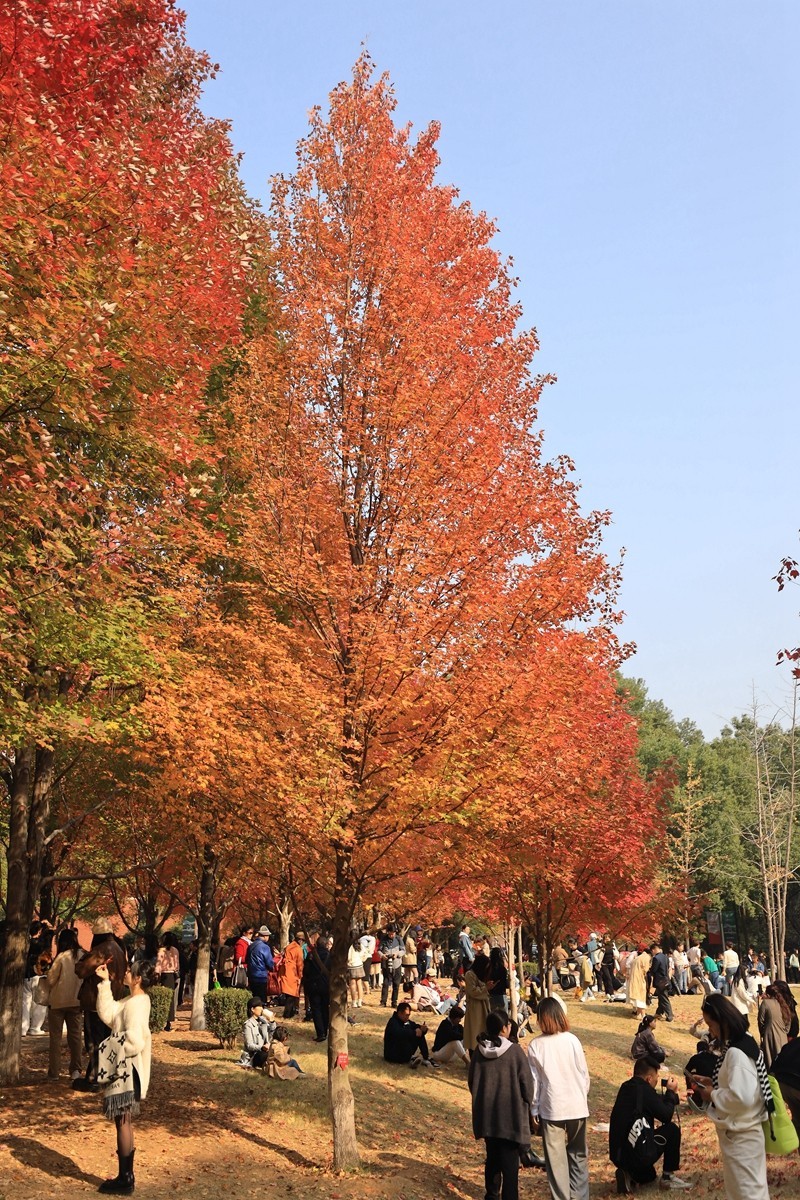 > 湖南农业大学枫叶紅了4