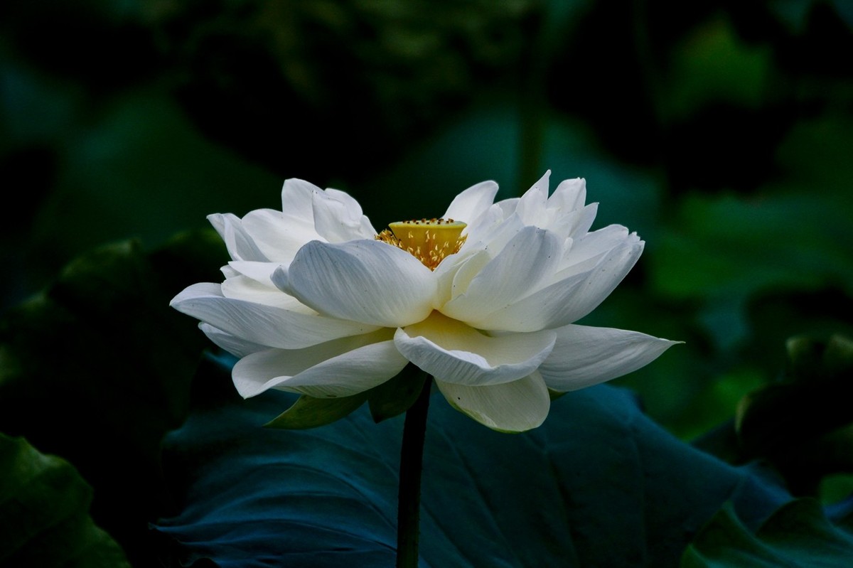 明湖夏日——白莲﹠红莲 （三）