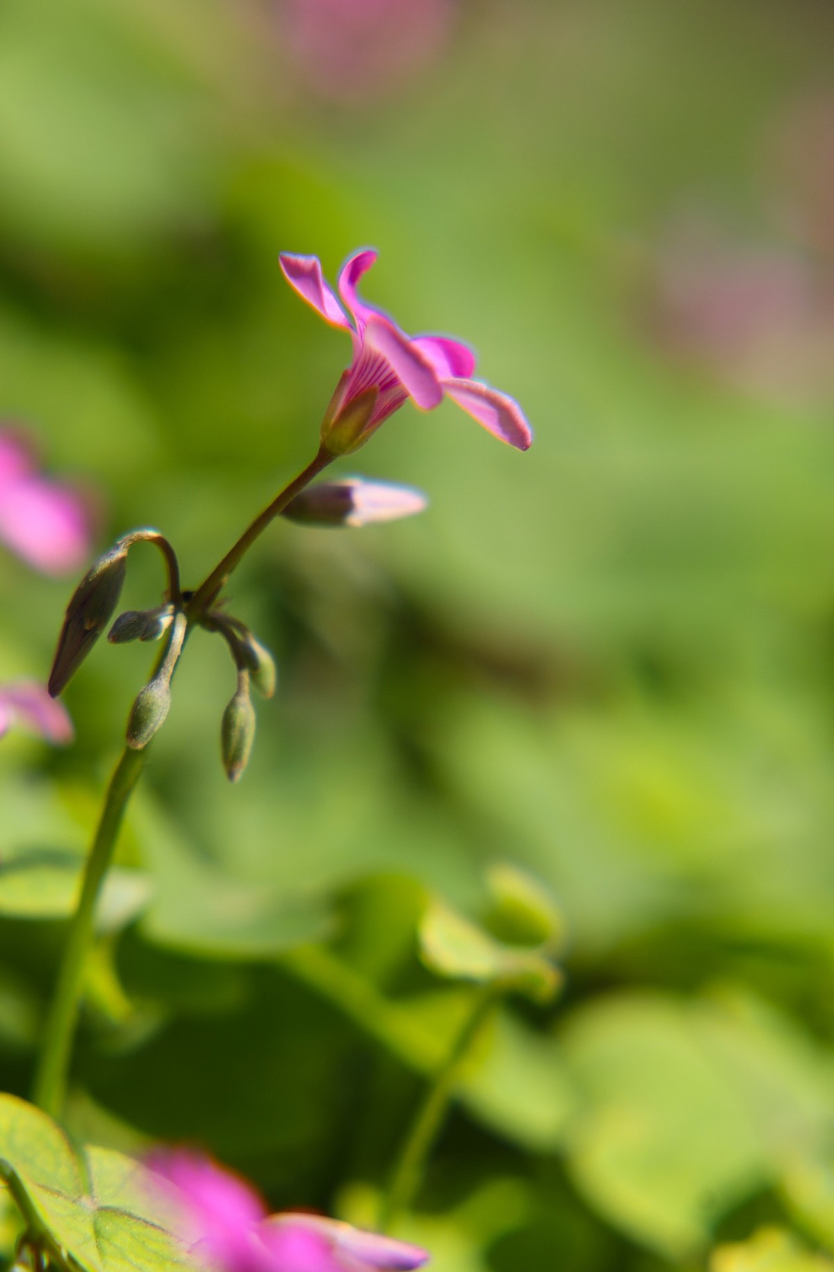 小区随拍小区小景