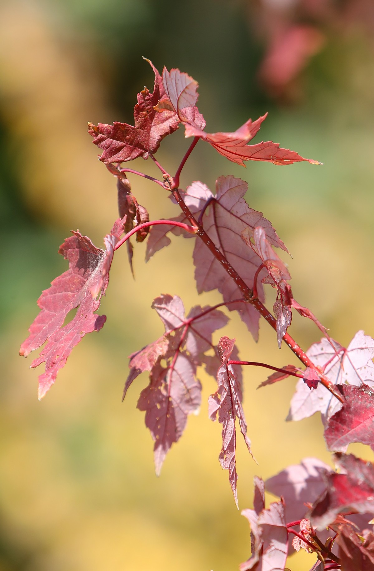 小区随拍小区小景