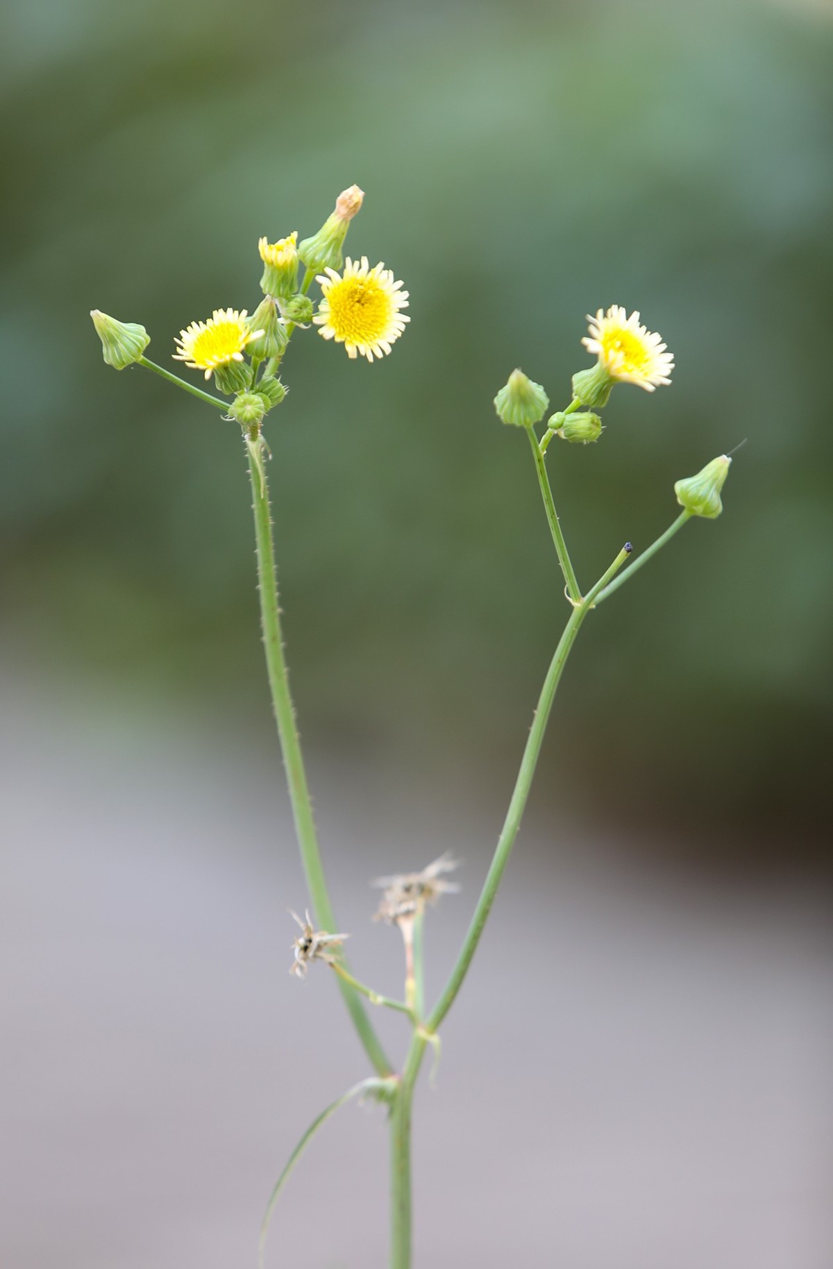 小区随拍小区小景