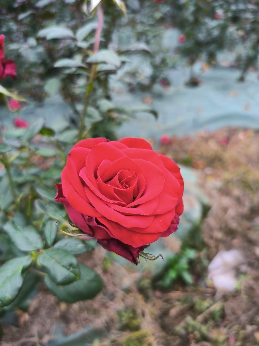 漫步星城 走街串巷（546）学士红桥