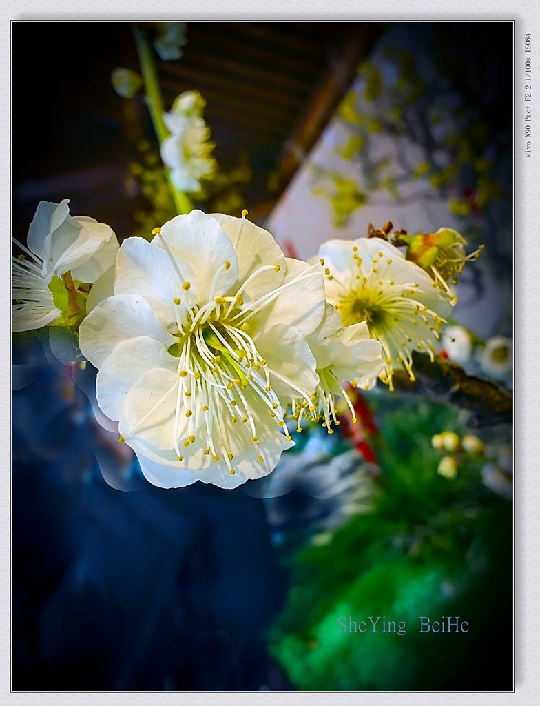 腊  梅   &   梅 花一 共同迎春