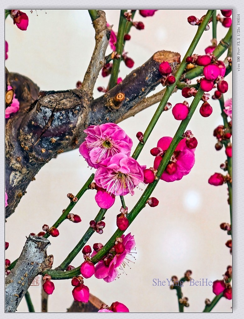 腊  梅   &   梅 花一 共同迎春