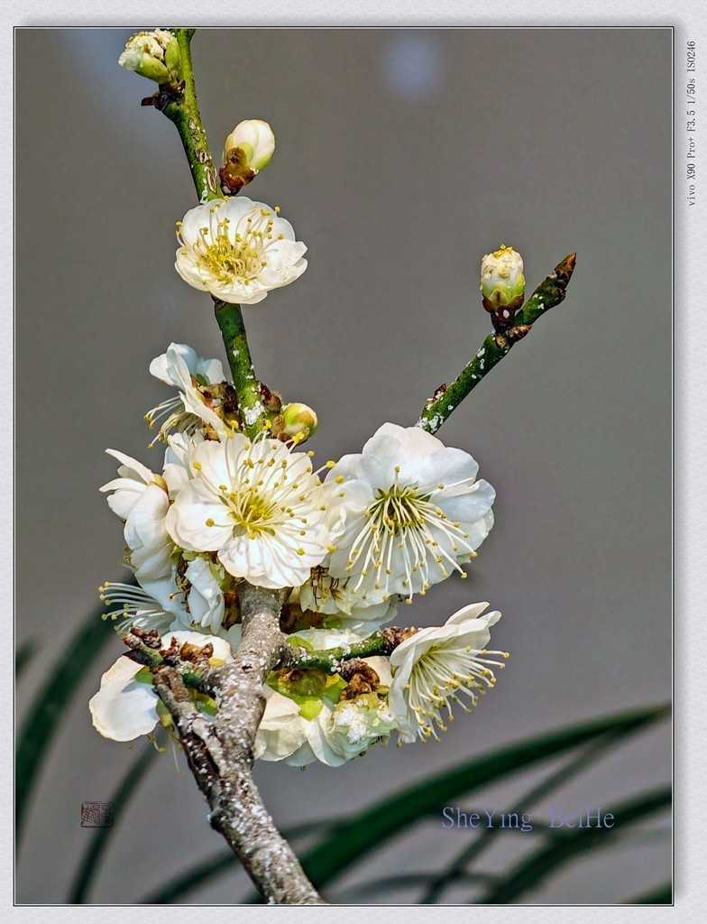 腊  梅   &   梅 花一 共同迎春