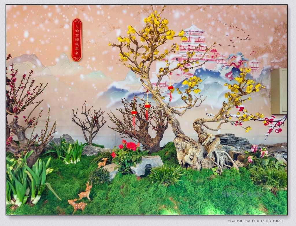 腊  梅   &   梅 花一 共同迎春