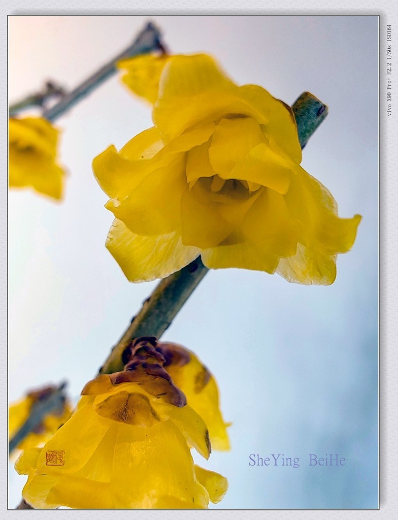 腊  梅   &   梅 花一 共同迎春