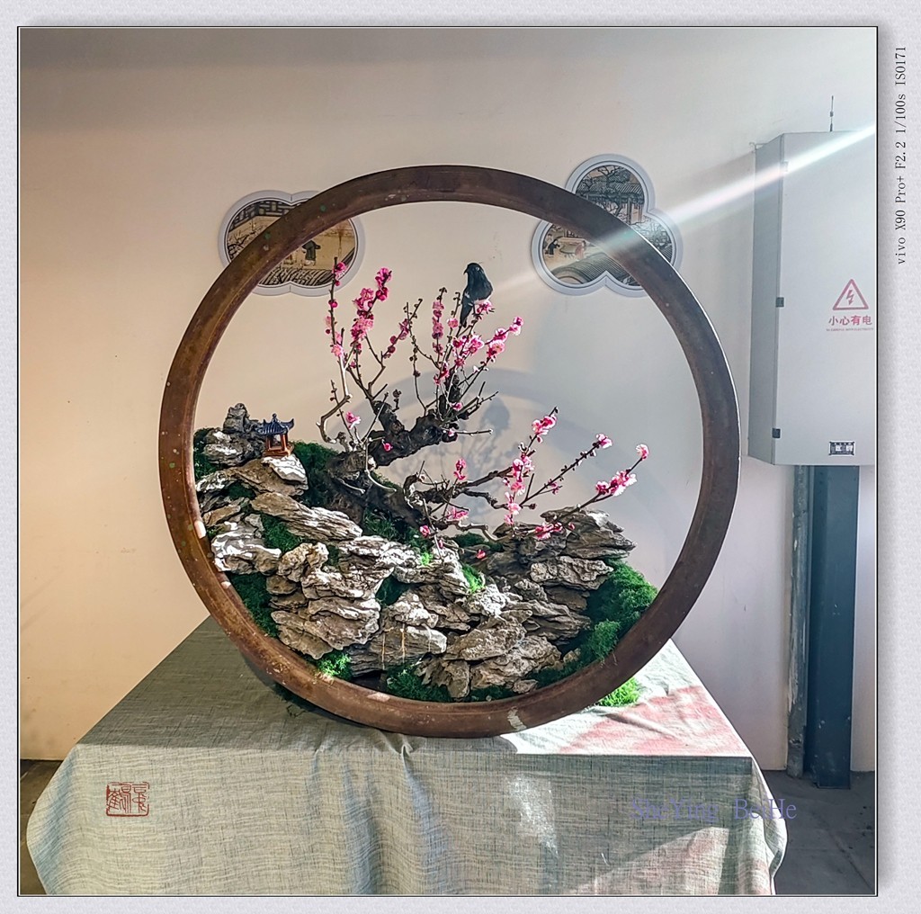 腊  梅   &   梅 花一 共同迎春