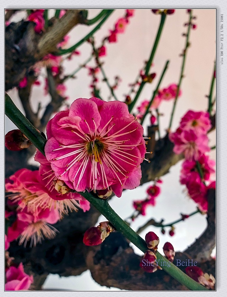 腊  梅   &   梅 花一 共同迎春