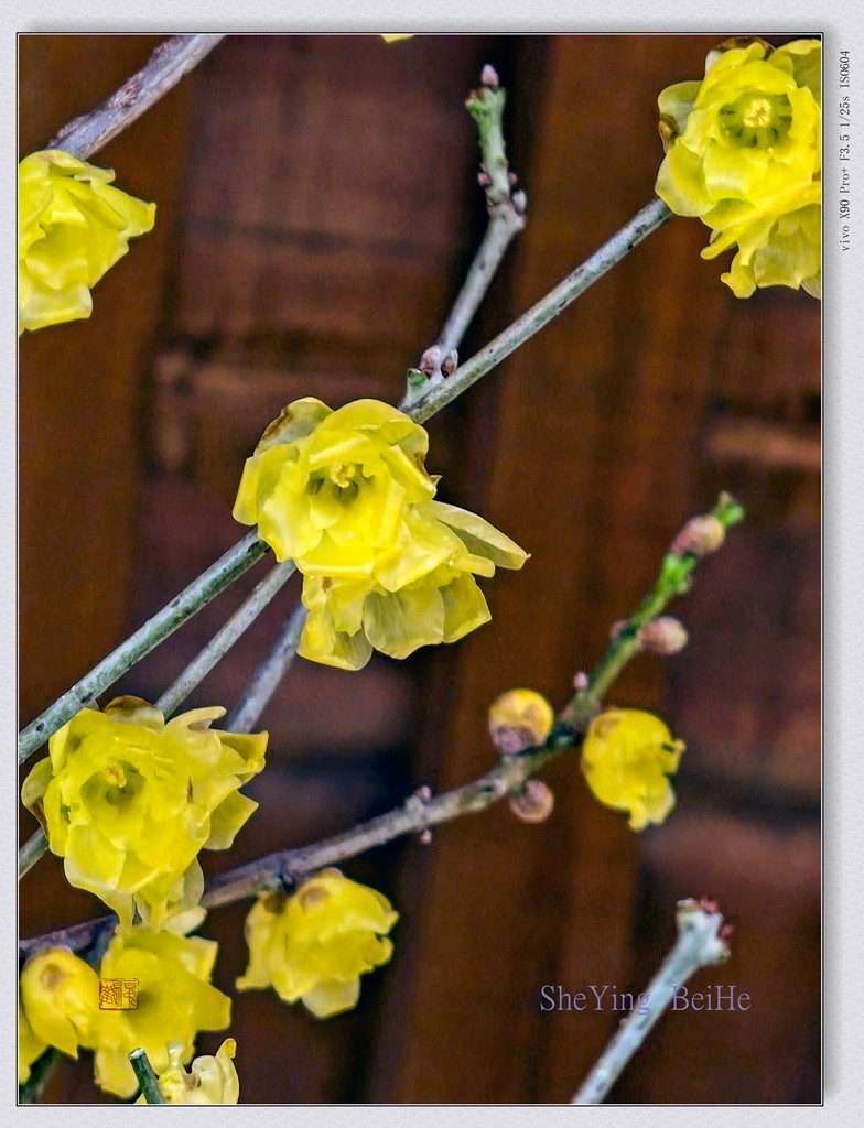 腊  梅   &   梅 花一 共同迎春