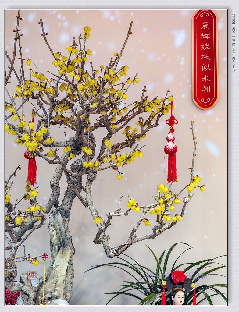 腊  梅   &   梅 花一 共同迎春