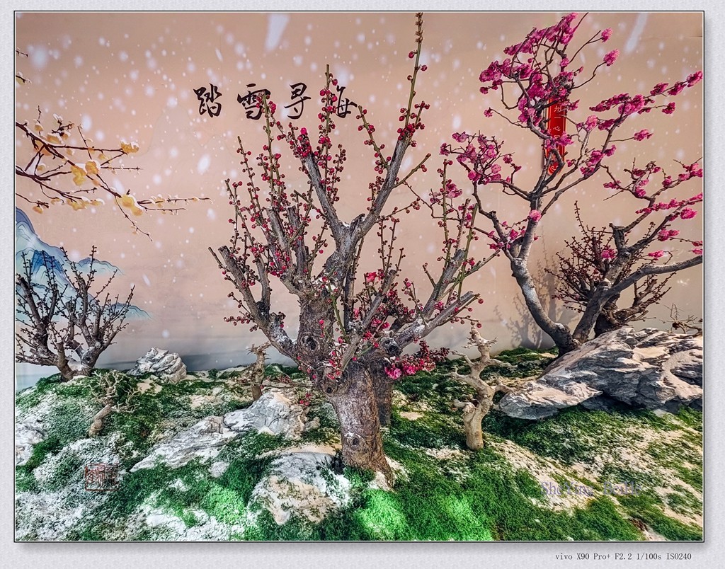 腊  梅   &   梅 花一 共同迎春