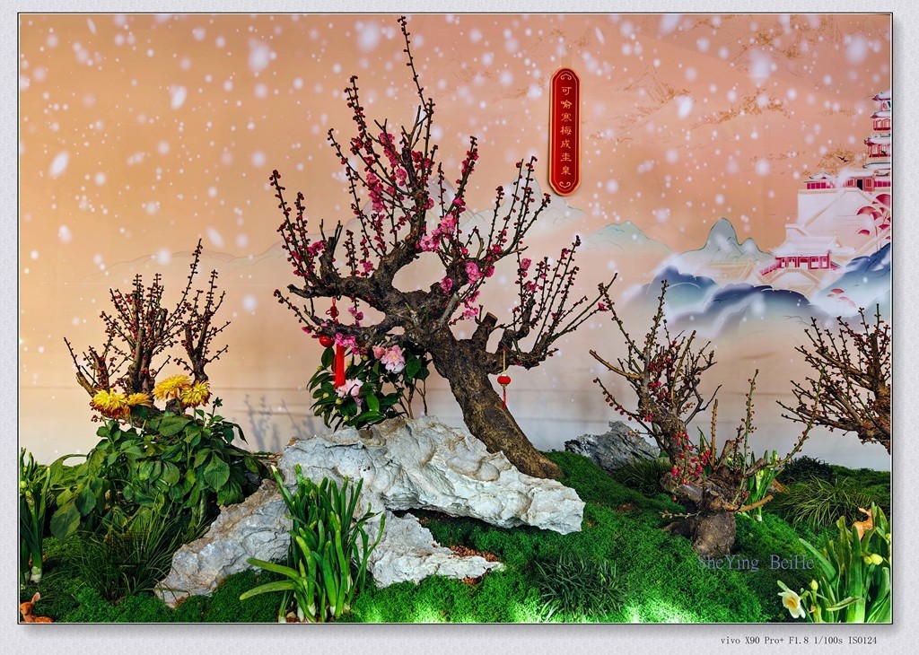 腊  梅   &   梅 花一 共同迎春