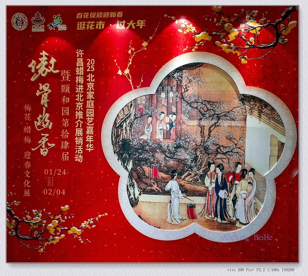 腊  梅   &   梅 花一 共同迎春