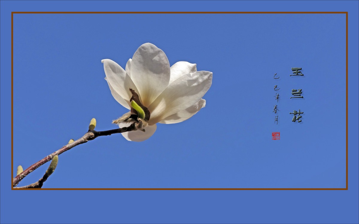 玉兰枝头舞翩跹，好像白云飘蓝天