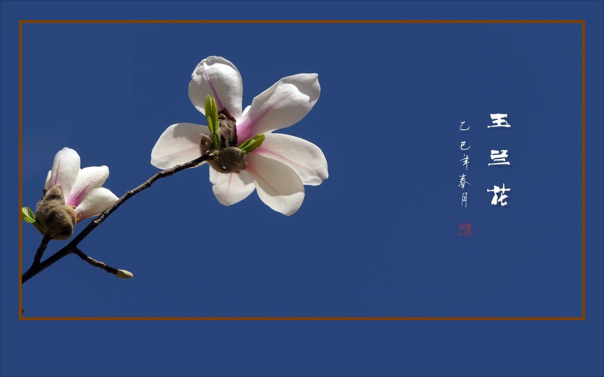 玉兰枝头舞翩跹，好像白云飘蓝天