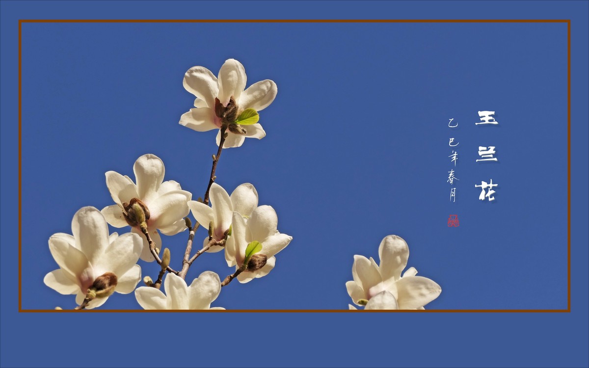 玉兰枝头舞翩跹，好像白云飘蓝天