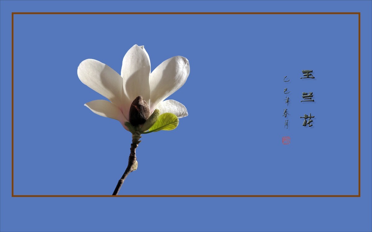 玉兰枝头舞翩跹，好像白云飘蓝天