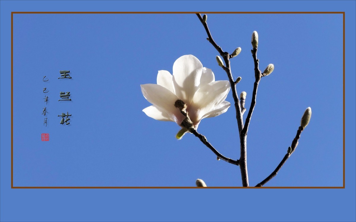 玉兰枝头舞翩跹，好像白云飘蓝天