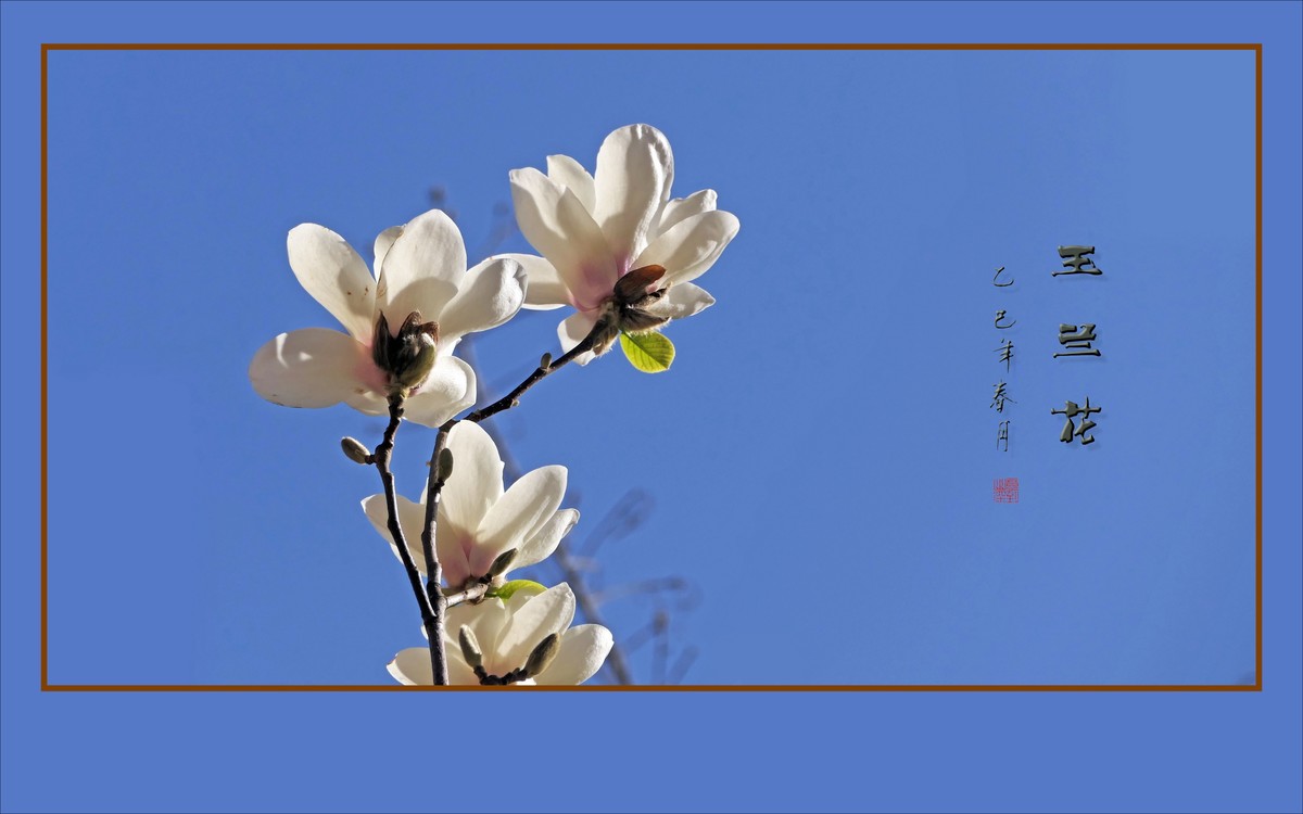 玉兰枝头舞翩跹，好像白云飘蓝天