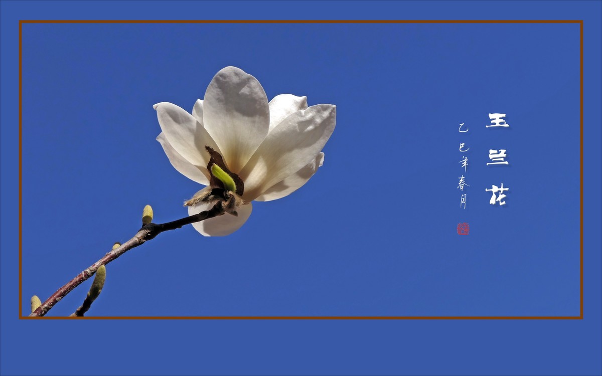 玉兰枝头舞翩跹，好像白云飘蓝天