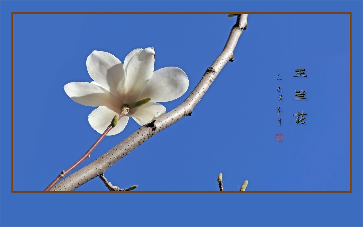 玉兰枝头舞翩跹，好像白云飘蓝天