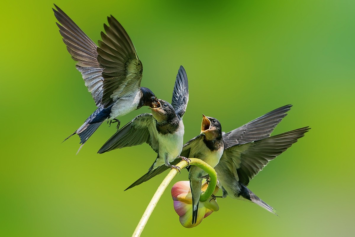 母燕哺雏情切切， 雏燕争食意拳拳。