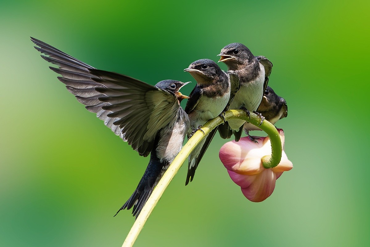 母燕哺雏情切切， 雏燕争食意拳拳。