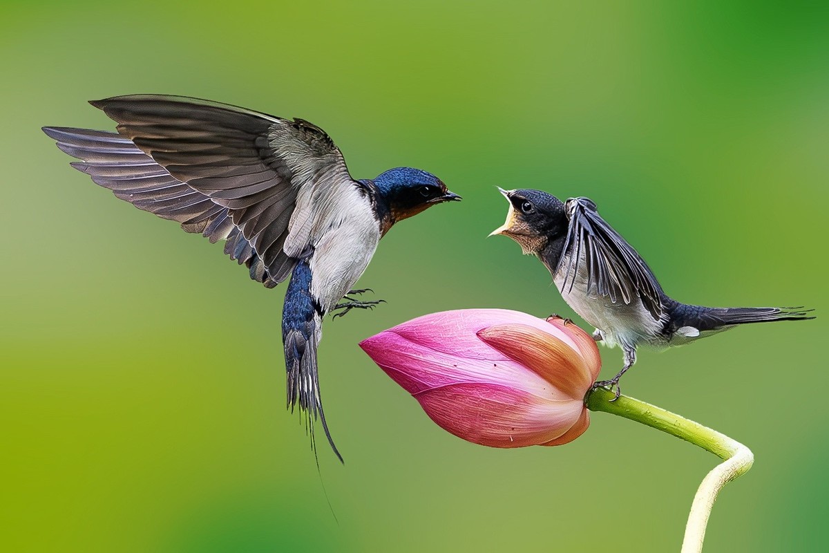 母燕哺雏情切切， 雏燕争食意拳拳。