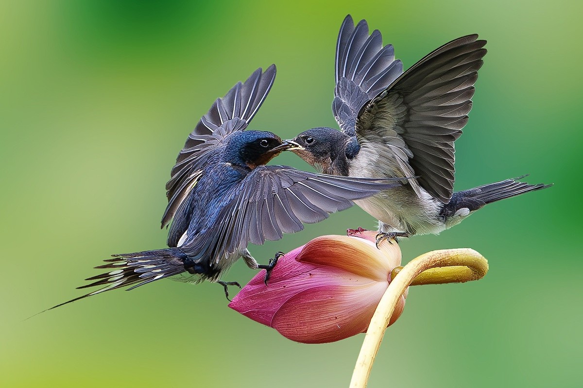 母燕哺雏情切切， 雏燕争食意拳拳。