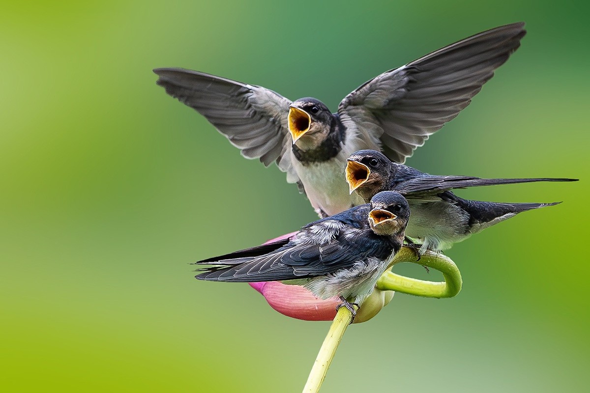 母燕哺雏情切切， 雏燕争食意拳拳。