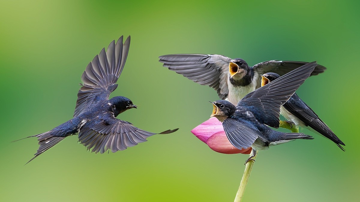 母燕哺雏情切切， 雏燕争食意拳拳。