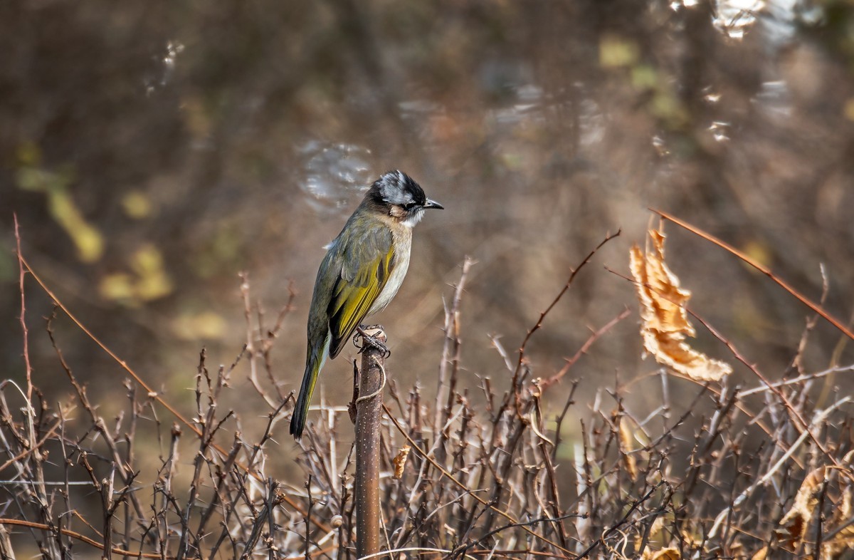 白头鹎（二十八）