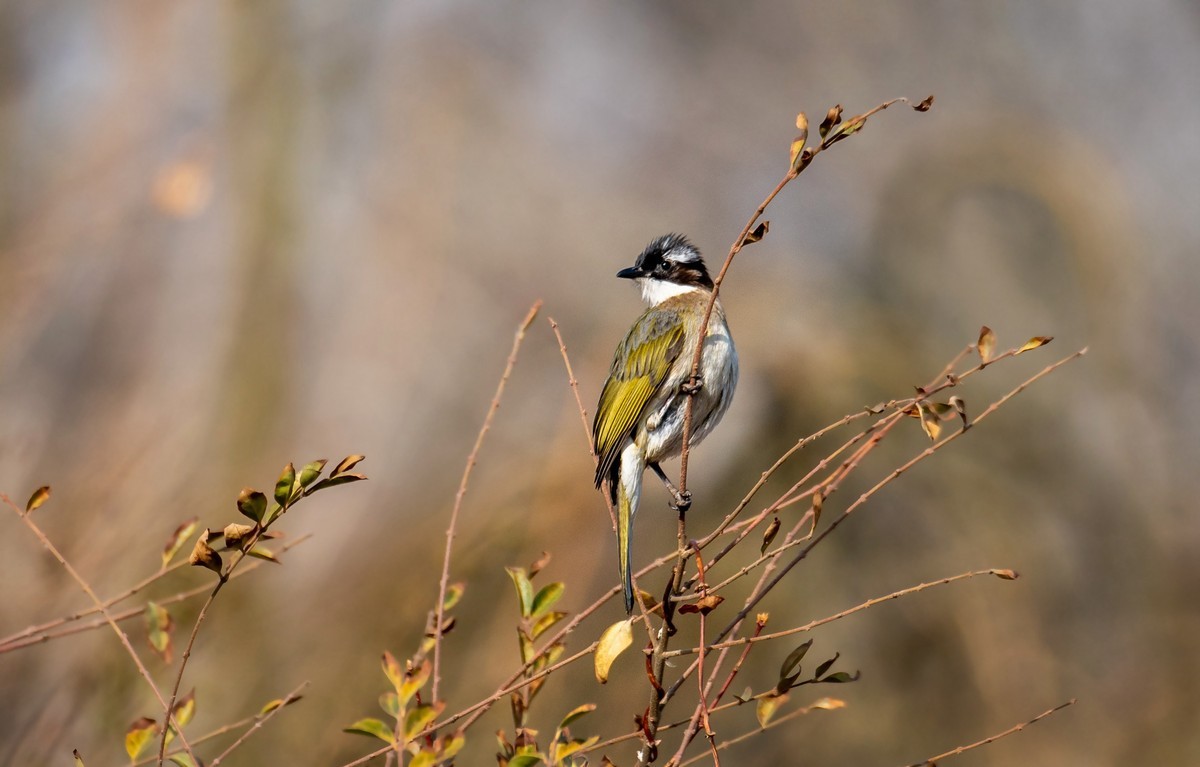 白头鹎（二十八）